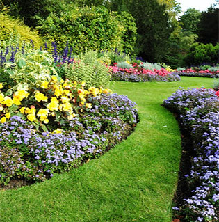 Grassy path between rows of flowers