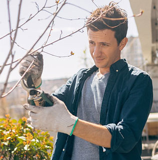 Young man pruning tree