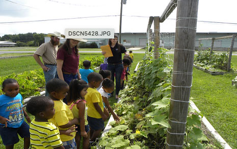 Children on a tour of boxed garden