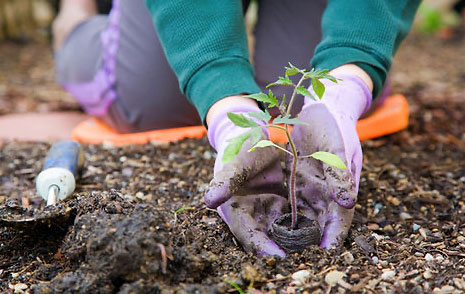 Hands of gardener placing plant in ground