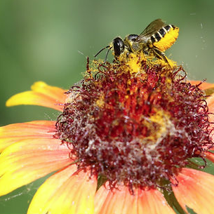 Xerces2