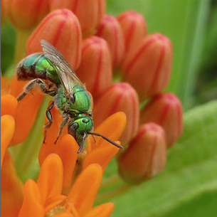 Xerces3