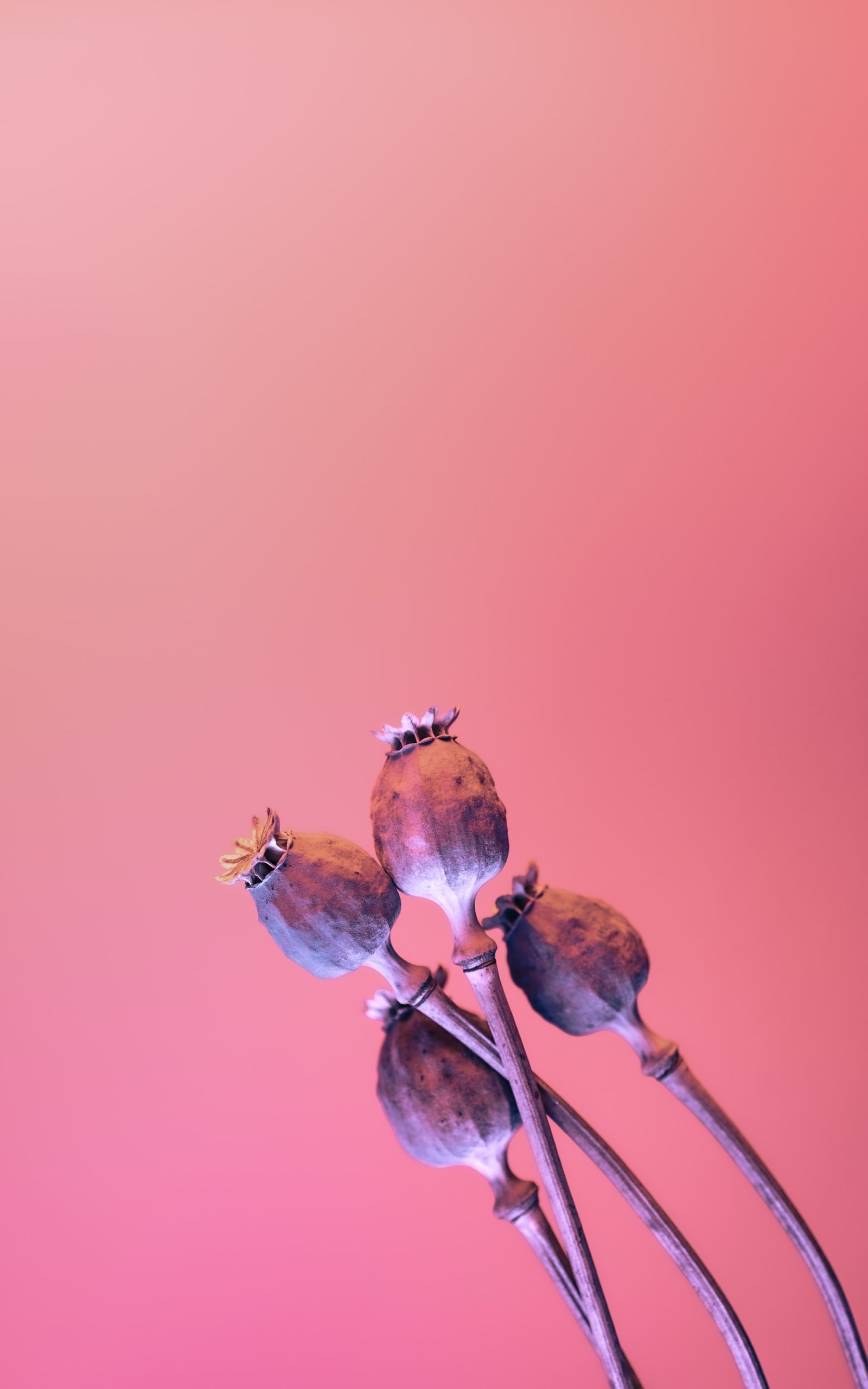marek-piwnicki-0jYgdIAbqy8-unsplash