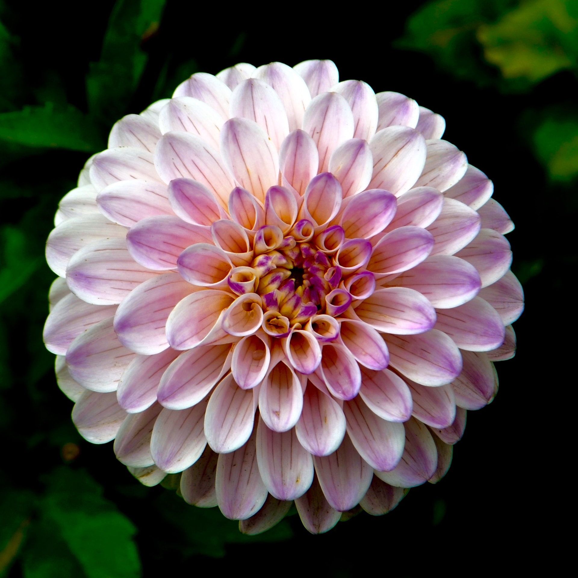 tavin-dotson-WC4IWN3-fSo-unsplash
