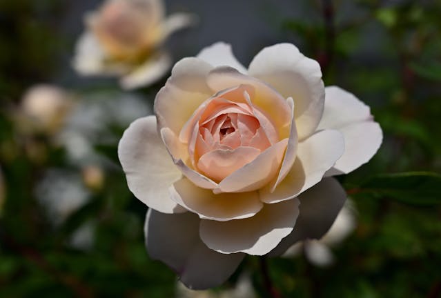 Photo of peach-colored rose by Gutjahr Aleksandr