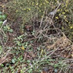 Jasminum nudiflorum is the shrub. AKA winter jasmine