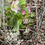 hybrid Lenten Rose