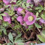 hybrid Lenten Rose