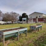 New Roots Youth Garden Spring 2023