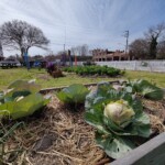 New Roots Youth Garden Spring 2023