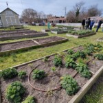 New Roots Youth Garden Spring 2023