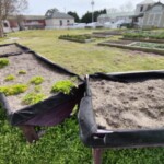 New Roots Youth Garden Spring 2023