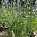 Bee on lavender at CSB Gardens