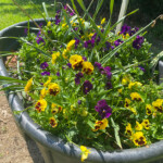 Pansies in container at CSB Gardens