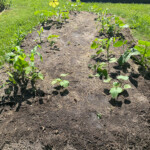 Three Sisters Garden within CSB Gardens
