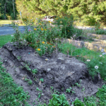 CSB Gardens Fall 2024