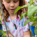 Pictures from the July 18 Garden Club event at New Roots. 4H director from the Northampton Extension Office, Erin Morgan, prepared smoothies and parfaits using fruits and vegetables from the garden.