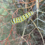 July 2024 CSB Gardens