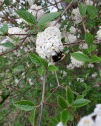 CSB Gardens Spring 25