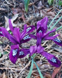 Iris - CSB Gardens Spring 25