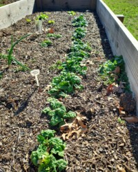 CSB Gardens Spring 25