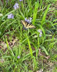 Willis Wharf MG member garden: butterfly is Papilio glaucus (Eastern Tiger Swallowtail butterfly) on the plant Hyacinthoides spp. (Wood Hyacinth).