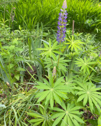 Sundial Lupine Sundial Lupine, Lupinus perennis, purple, pea-like flower in upright terminal cluster, palmate leaf, legume