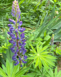 Sundial Lupine Sundial Lupine, Lupinus perennis, purple, pea-like flower in upright terminal cluster, palmate leaf, legume