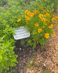 Lance-leaved coreopsis green plants, yellow flowers, Coreopsis lanceolata, lanceleaf coreopsis