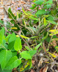 Trio of Monarch caterpillars (Danaus plexippus) in the Northampton Free Library garden.